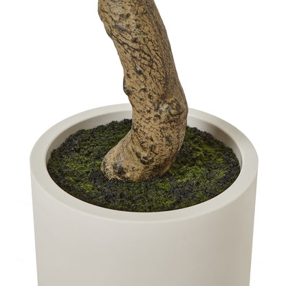 Apulia Olive Tree In White Pot 200Cm - Potted Plants from the Quanta Home collection.