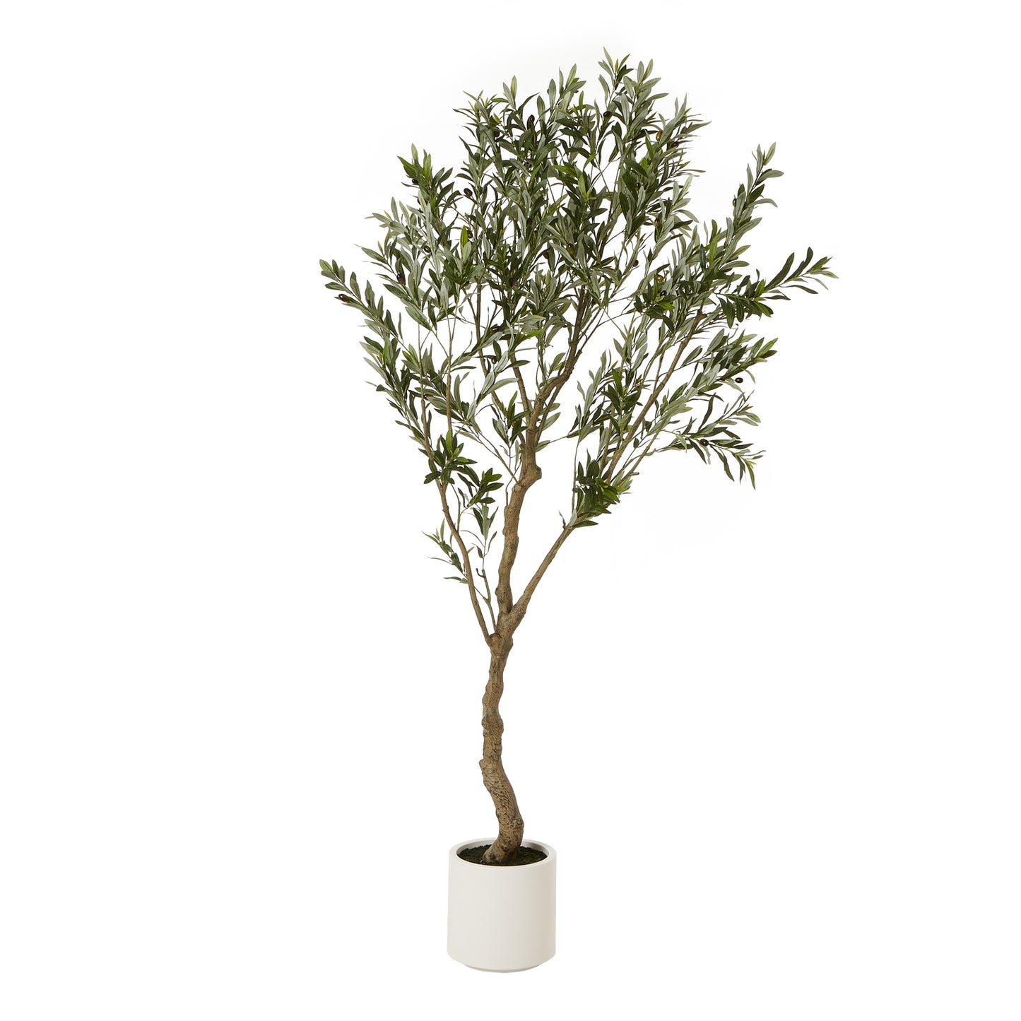 Apulia Olive Tree In White Pot 200Cm - Potted Plants from the Quanta Home collection.