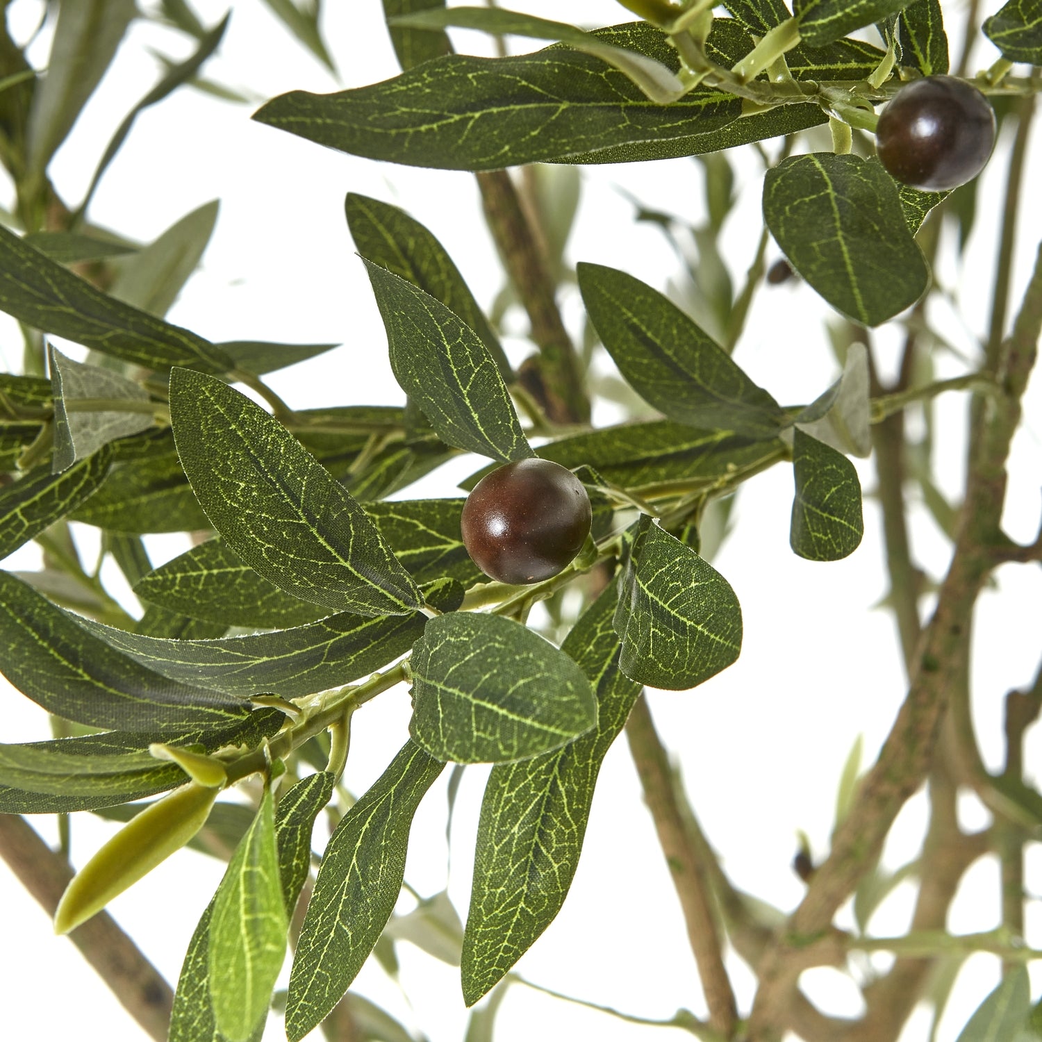 Apulia Olive Tree In White Pot 240Cm - Potted Plants from the Quanta Home collection.