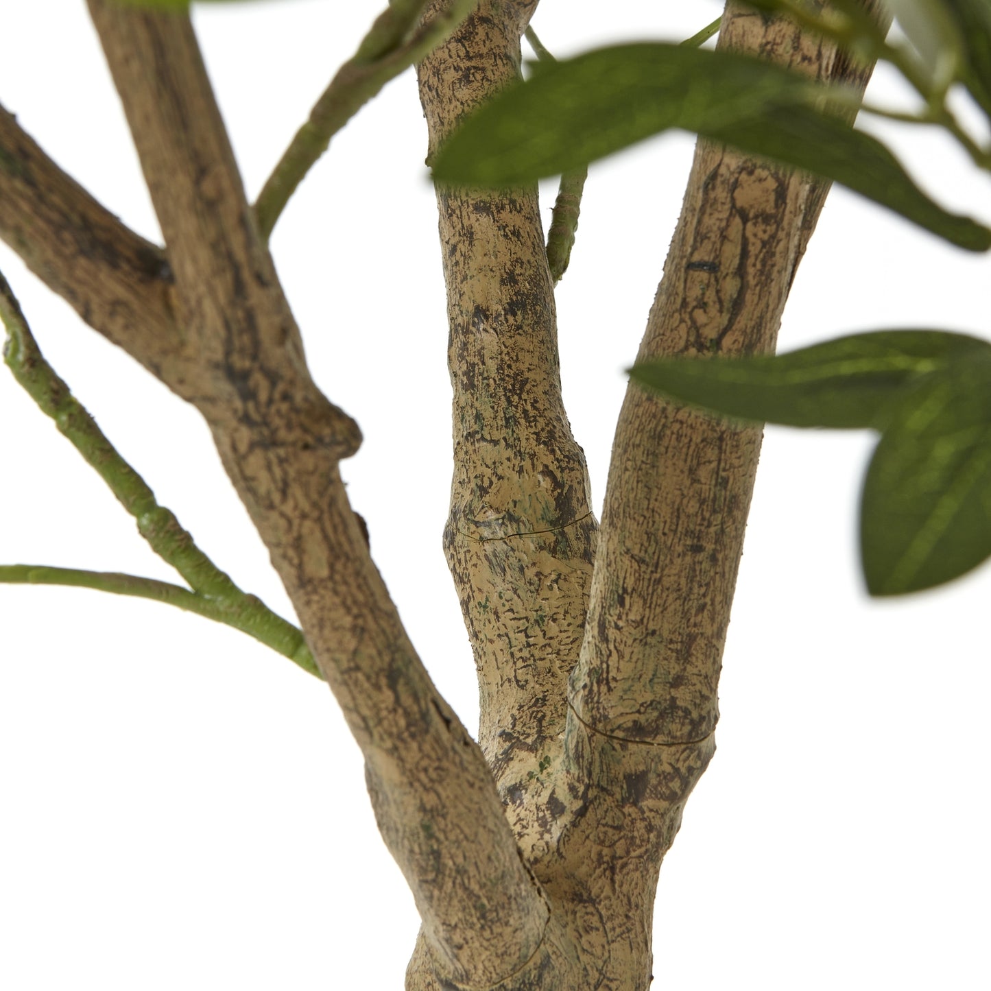 Apulia Olive Tree In White Pot 240Cm - Potted Plants from the Quanta Home collection.