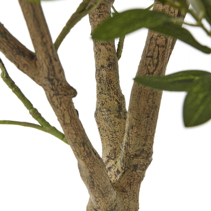 Apulia Olive Tree In White Pot 240Cm - Potted Plants from the Quanta Home collection.