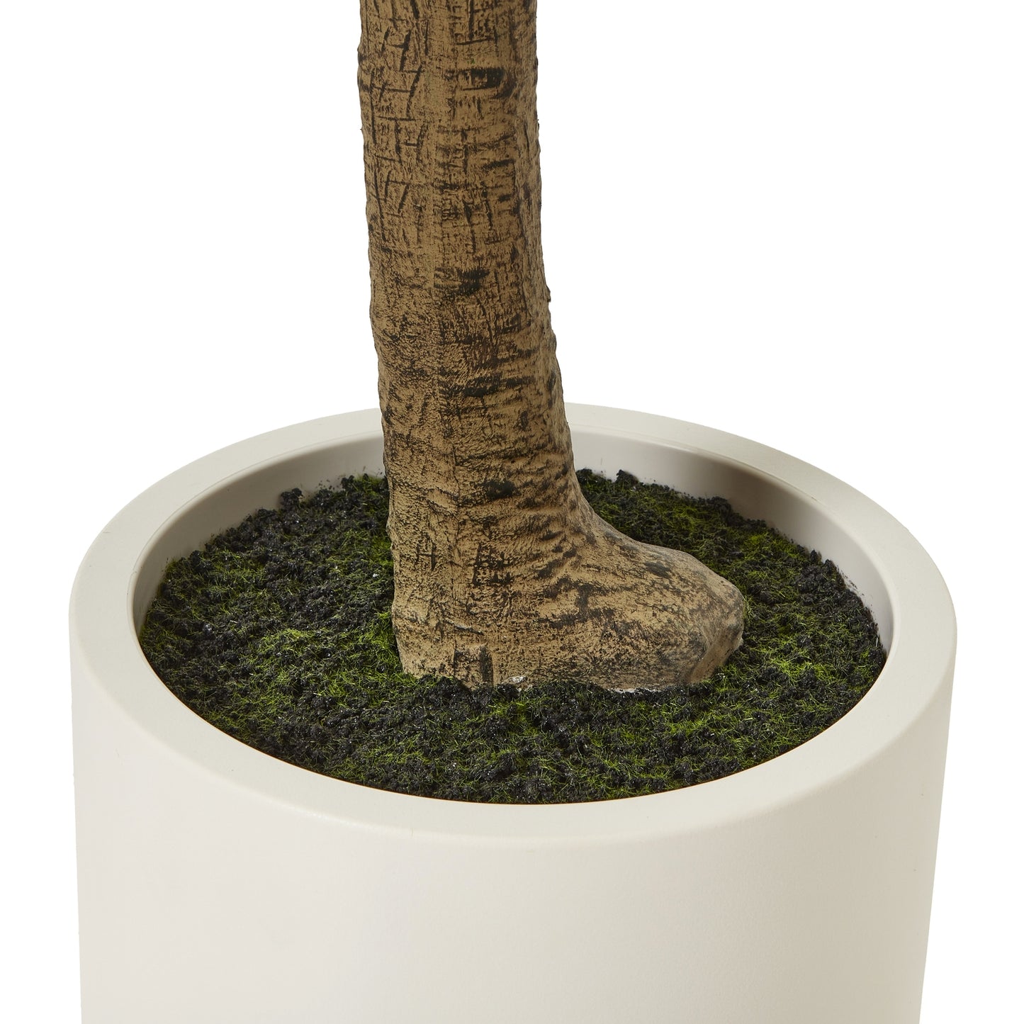 Apulia Olive Tree In White Pot 240Cm - Potted Plants from the Quanta Home collection.