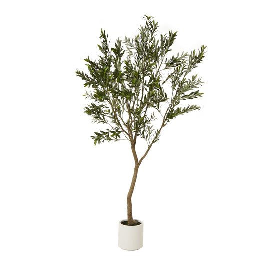 Apulia Olive Tree In White Pot 240Cm - Potted Plants from the Quanta Home collection.