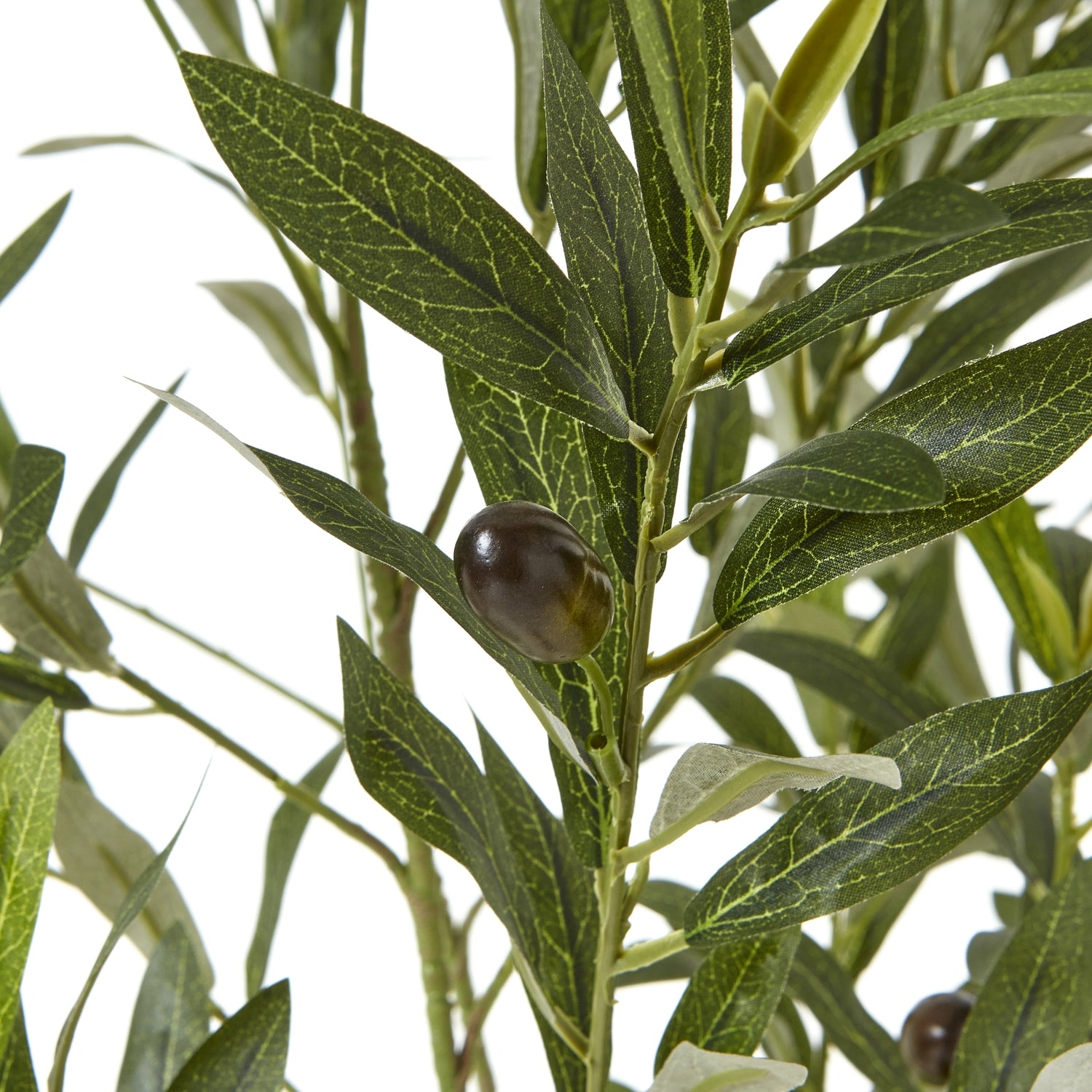 Apulia Olive Tree In White Pot 150Cm - Potted Plants from the Quanta Home collection.