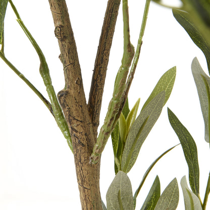 Apulia Olive Tree In White Pot 150Cm - Potted Plants from the Quanta Home collection.