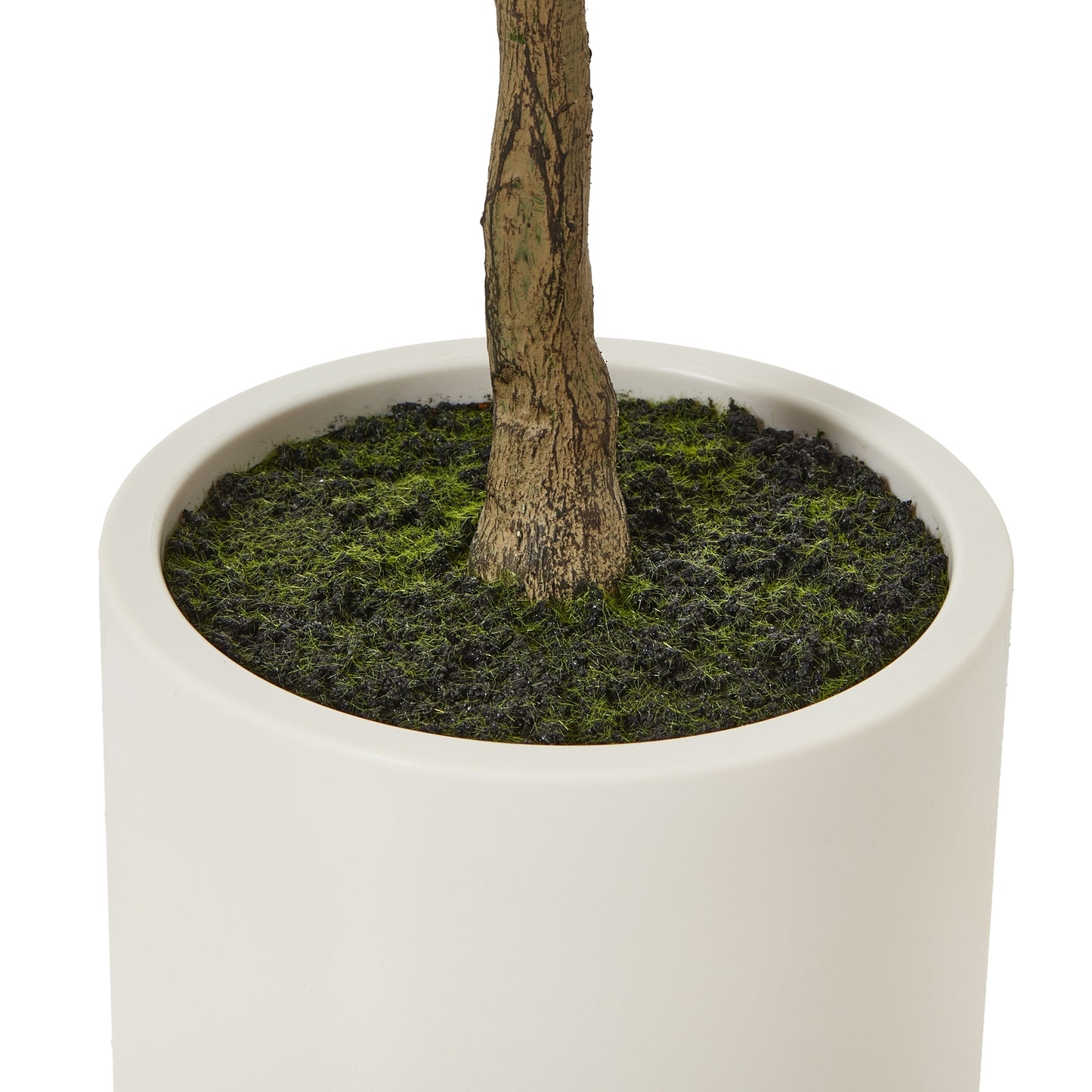 Apulia Olive Tree In White Pot 150Cm - Potted Plants from the Quanta Home collection.