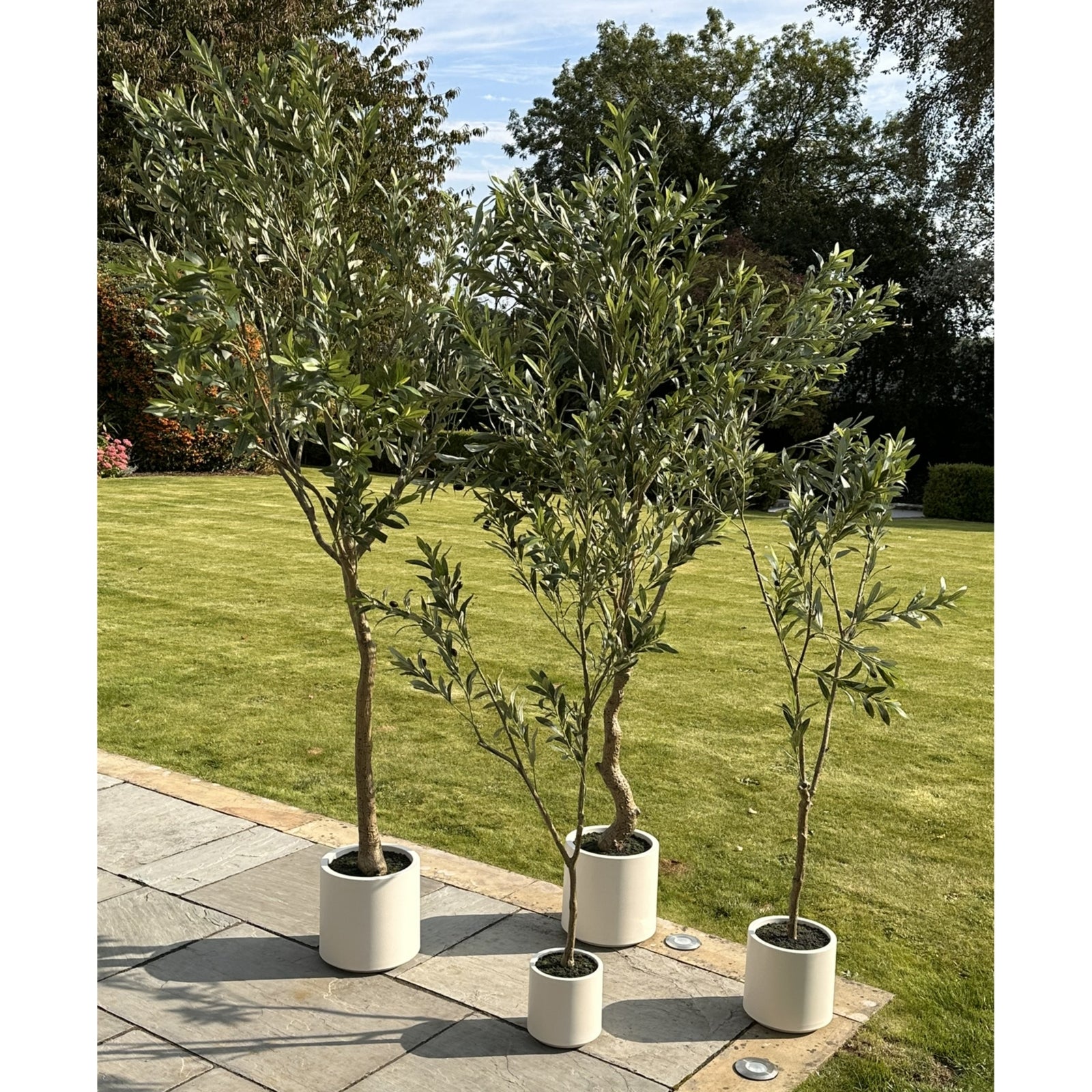 Apulia Olive Tree In White Pot 150Cm - Potted Plants from the Quanta Home collection.