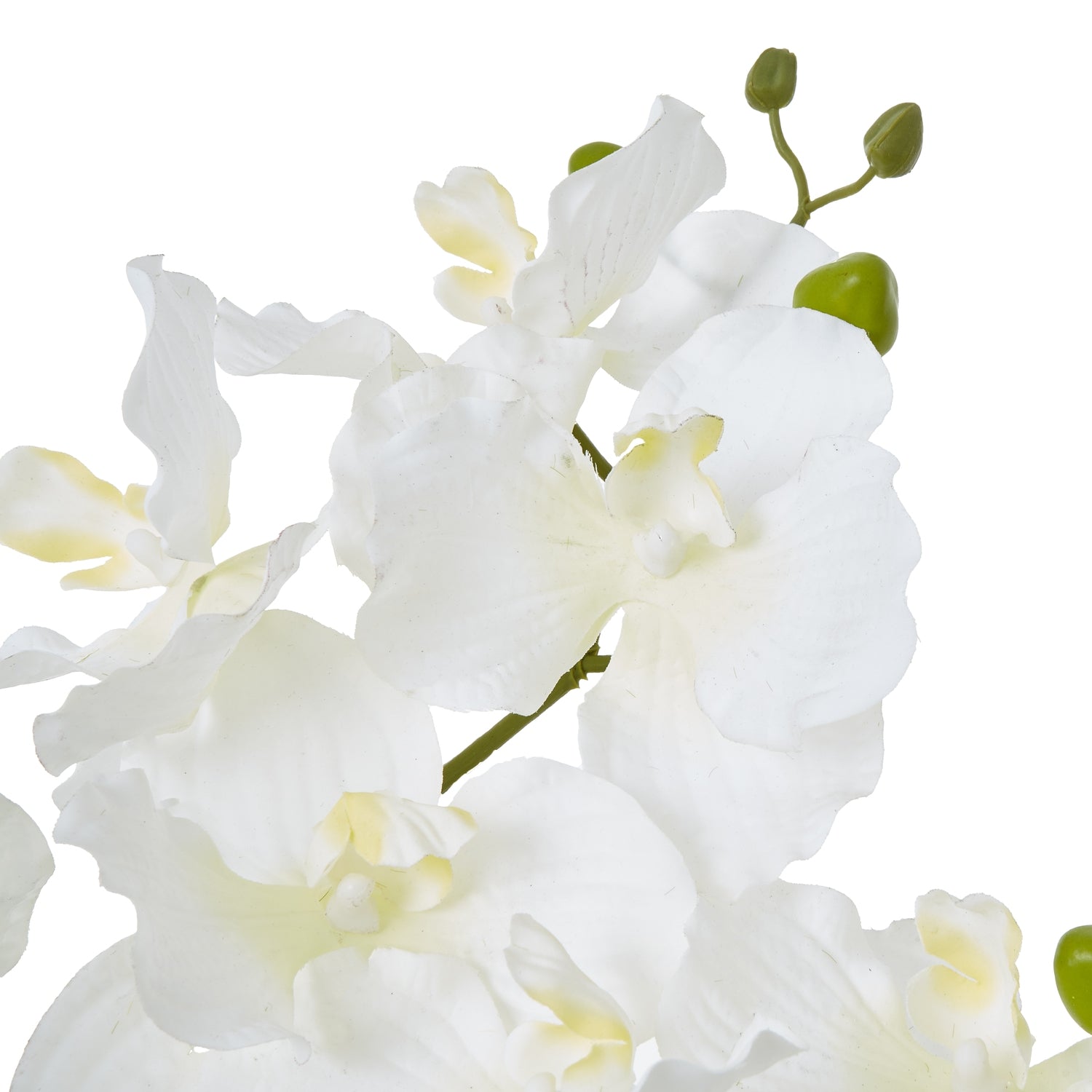 White Vanda Orchid Plant In Ceramic Pot - Potted Flowers from the Quanta Home collection.