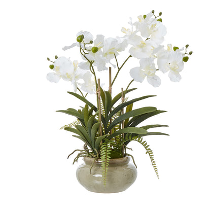 White Vanda Orchid Plant In Ceramic Pot - Potted Flowers from the Quanta Home collection.