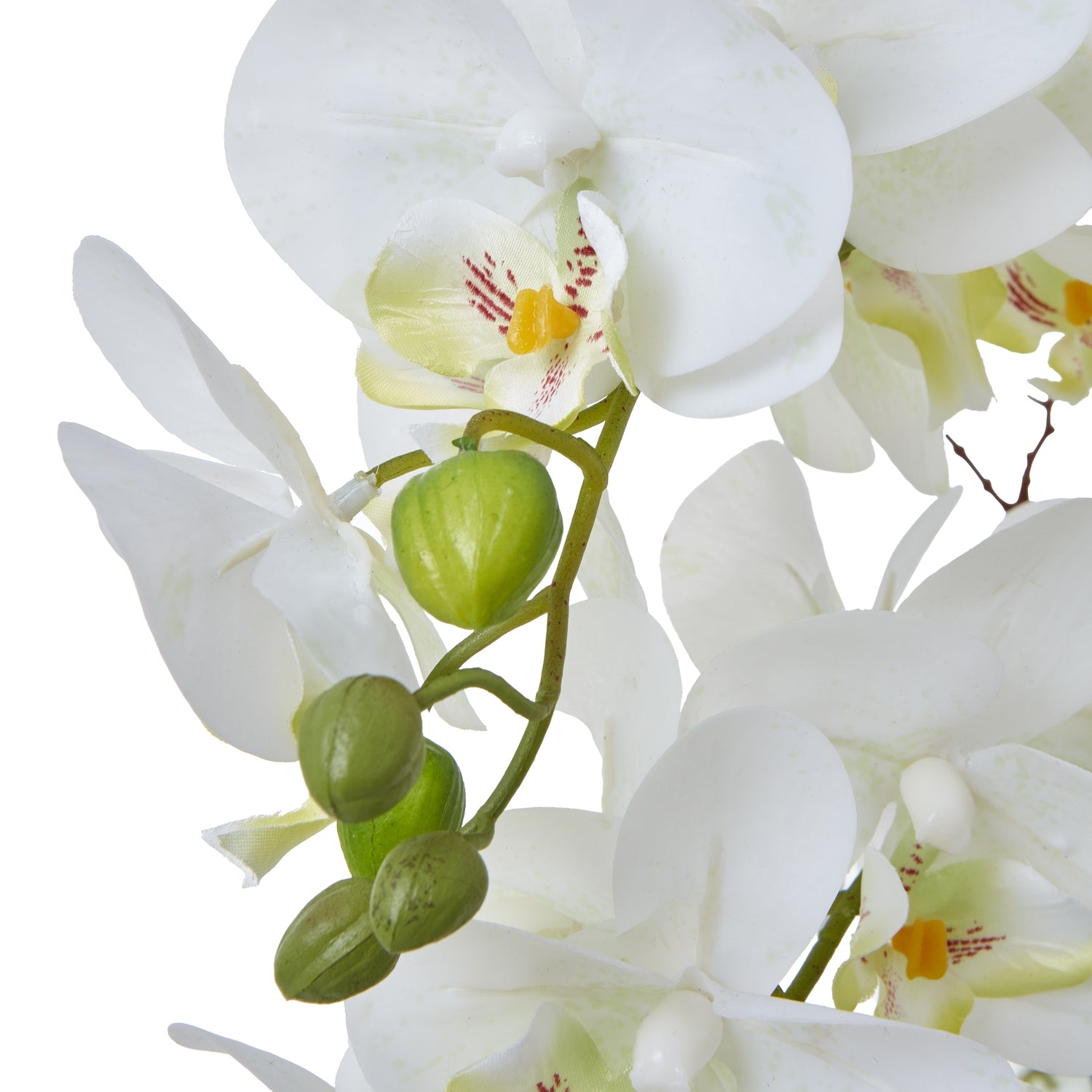 Large White Orchid In Ceramic Pot - Potted Flowers from the Quanta Home collection.