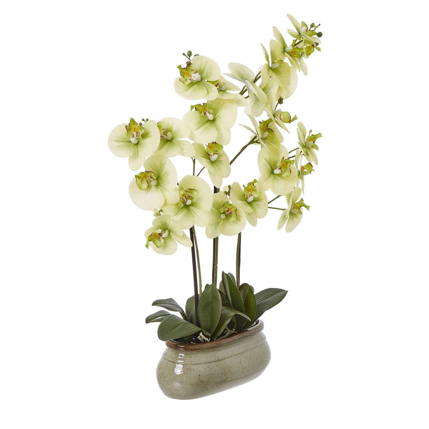 Large Green Orchid In Ceramic Pot - Potted Flowers from the Quanta Home collection.