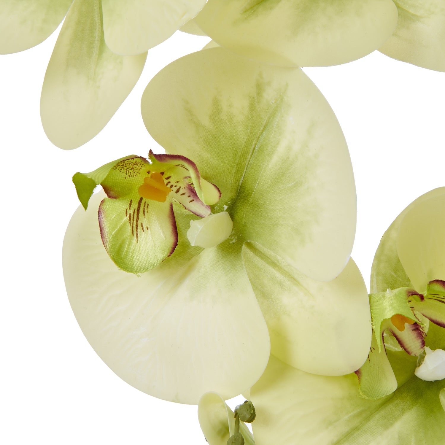 Large Green Orchid In Ceramic Pot - Potted Flowers from the Quanta Home collection.