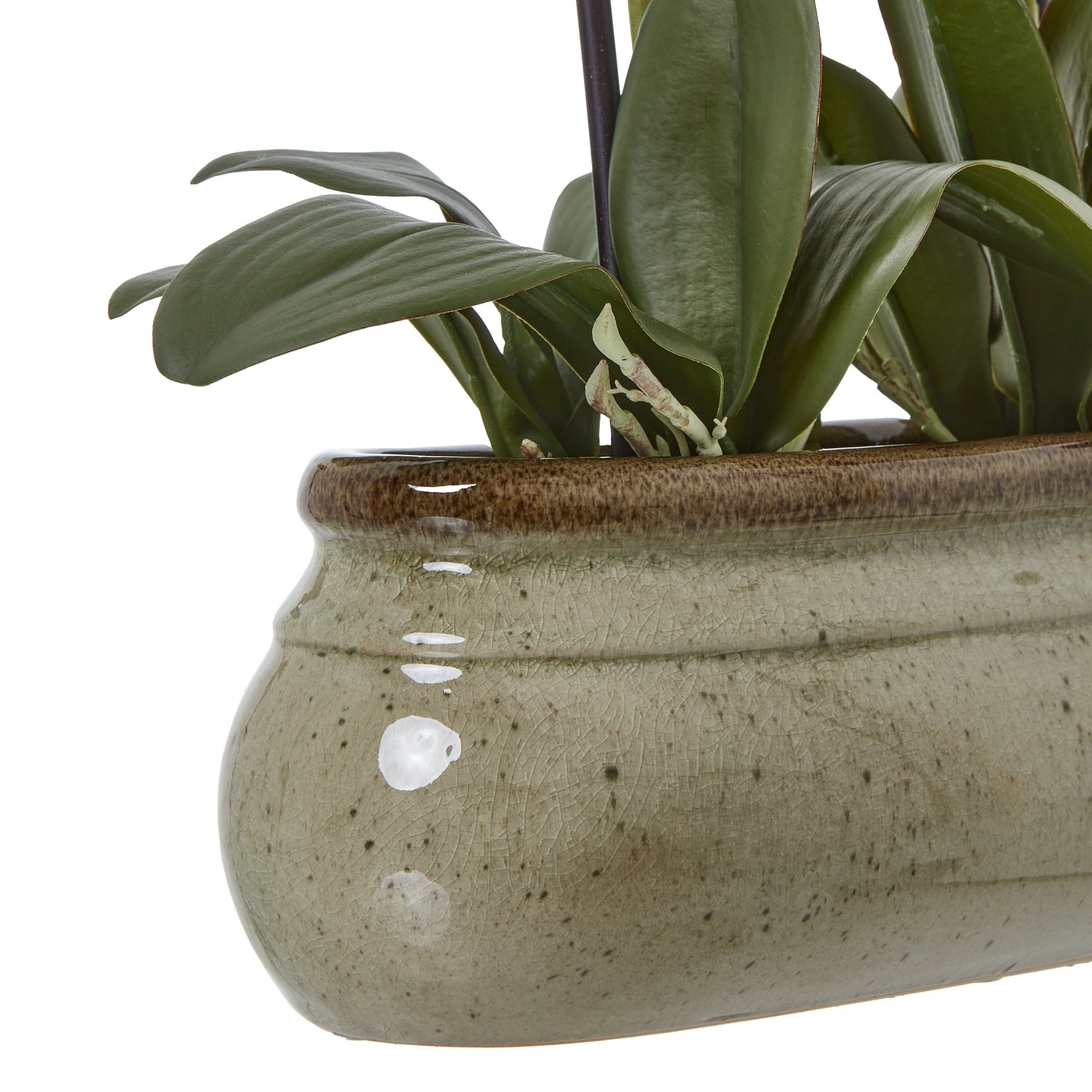 Large Green Orchid In Ceramic Pot - Potted Flowers from the Quanta Home collection.