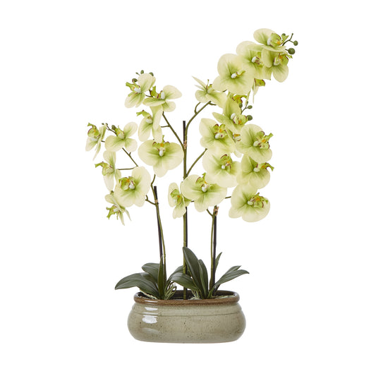 Large Green Orchid In Ceramic Pot - Potted Flowers from the Quanta Home collection.
