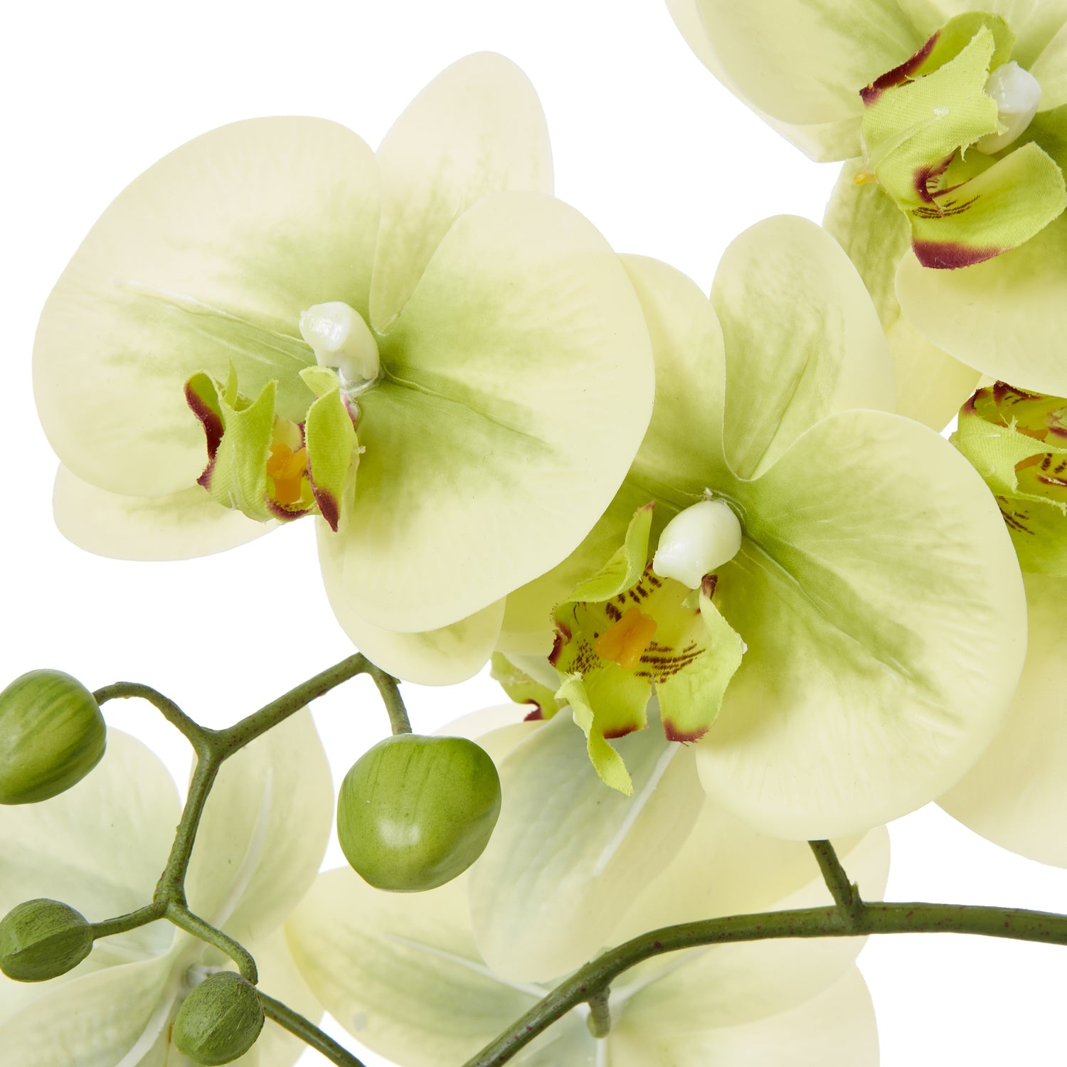 Medium Green Orchid In Ceramic Pot - Potted Flowers from the Quanta Home collection.