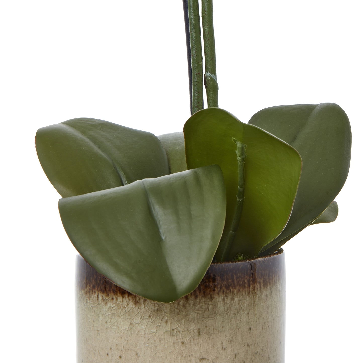 Medium Green Orchid In Ceramic Pot - Potted Flowers from the Quanta Home collection.