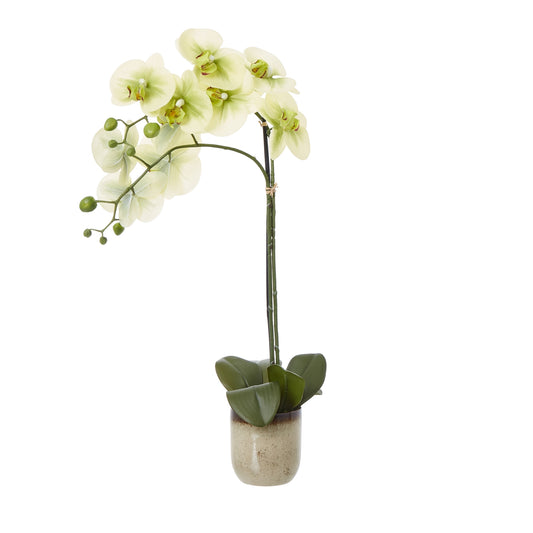 Medium Green Orchid In Ceramic Pot - Potted Flowers from the Quanta Home collection.