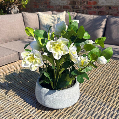 White Hellebore Plant In Grey Pot - All Artificial Flowers from the Quanta Home collection.