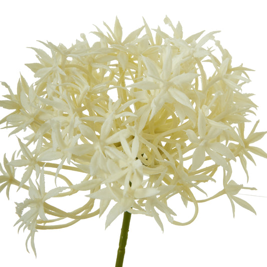 Delicate white Allium spray showcasing intricate, lacy blooms on a slender stem, perfect for elegant decor.