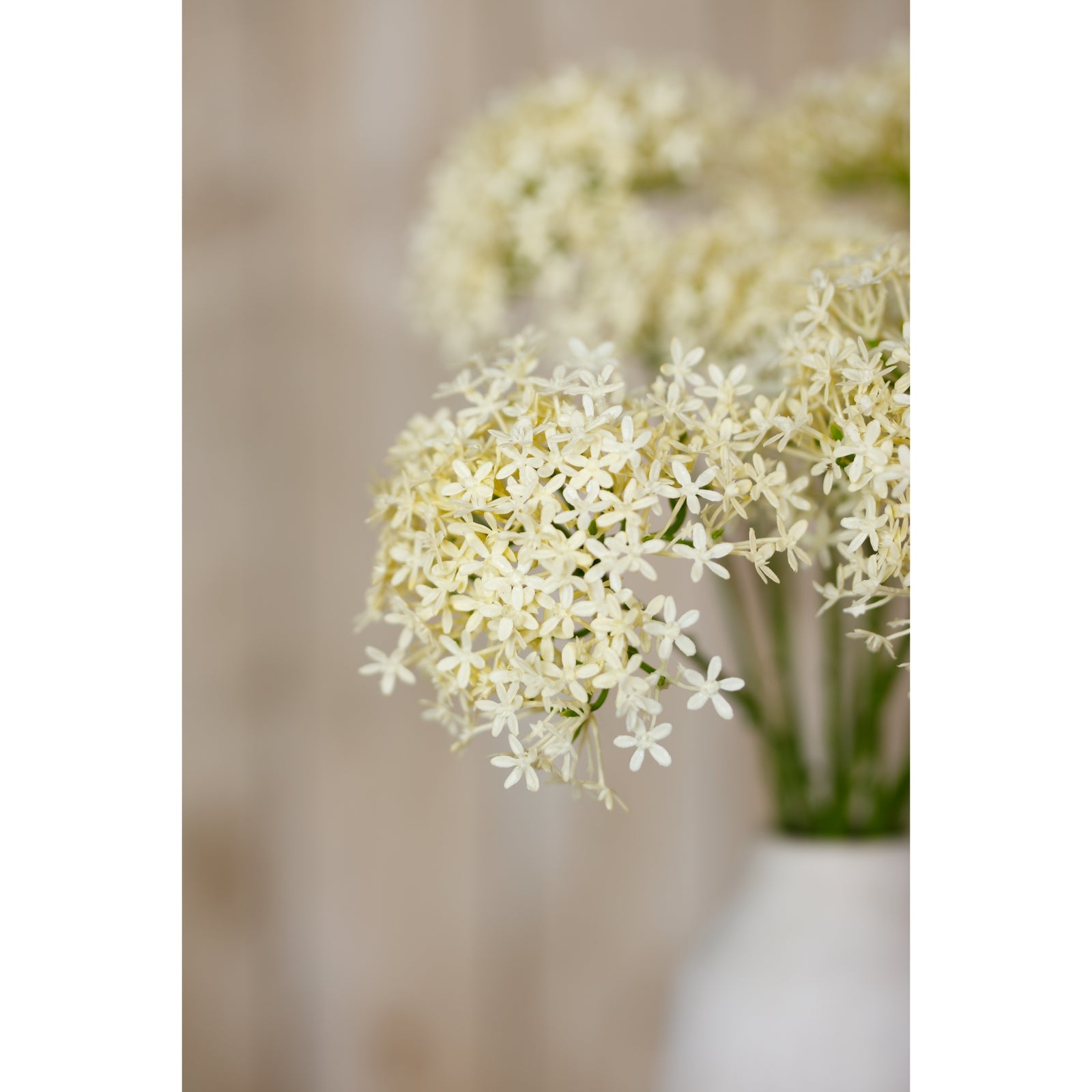 Delicate white lacy blooms of the Allium spray, set against a soft background, perfect for elegant home decor.