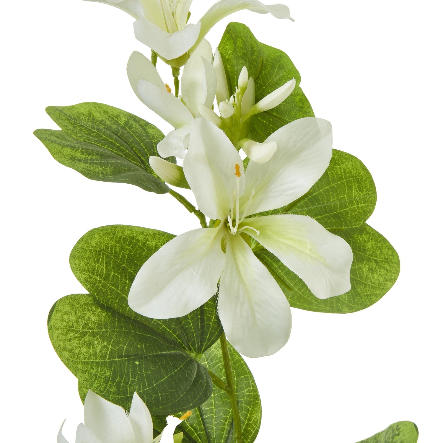 Cream Bauhinia Orchid Spray - Single Stem Flowers from the Quanta Home collection.