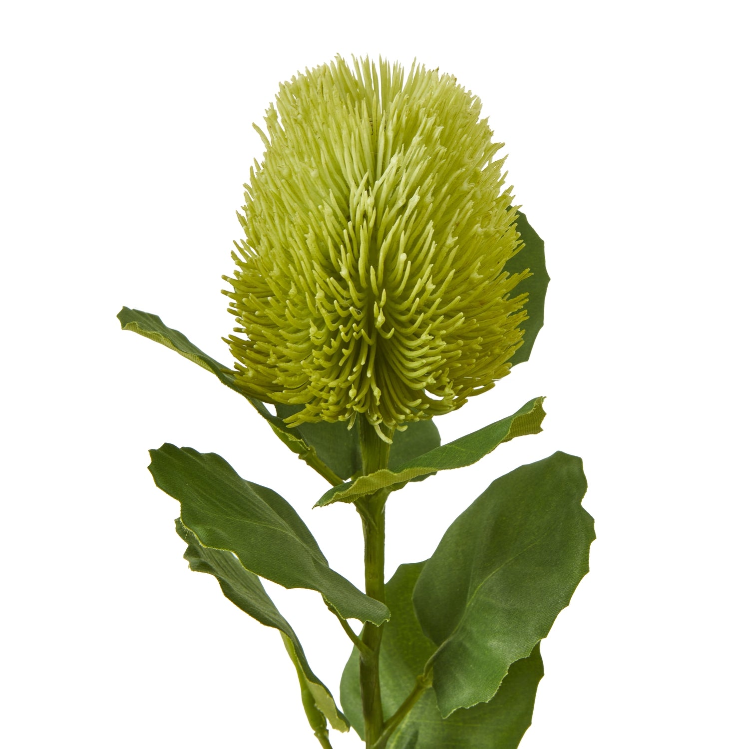Green Banksia stem featuring a globe-shaped, textured bloom with elongated, spiky green elements and lush green leaves.