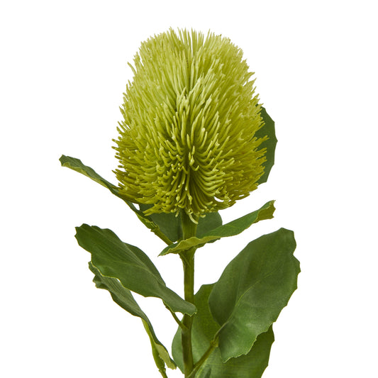Green Banksia stem featuring a globe-shaped, textured bloom with elongated, spiky green elements and lush green leaves.