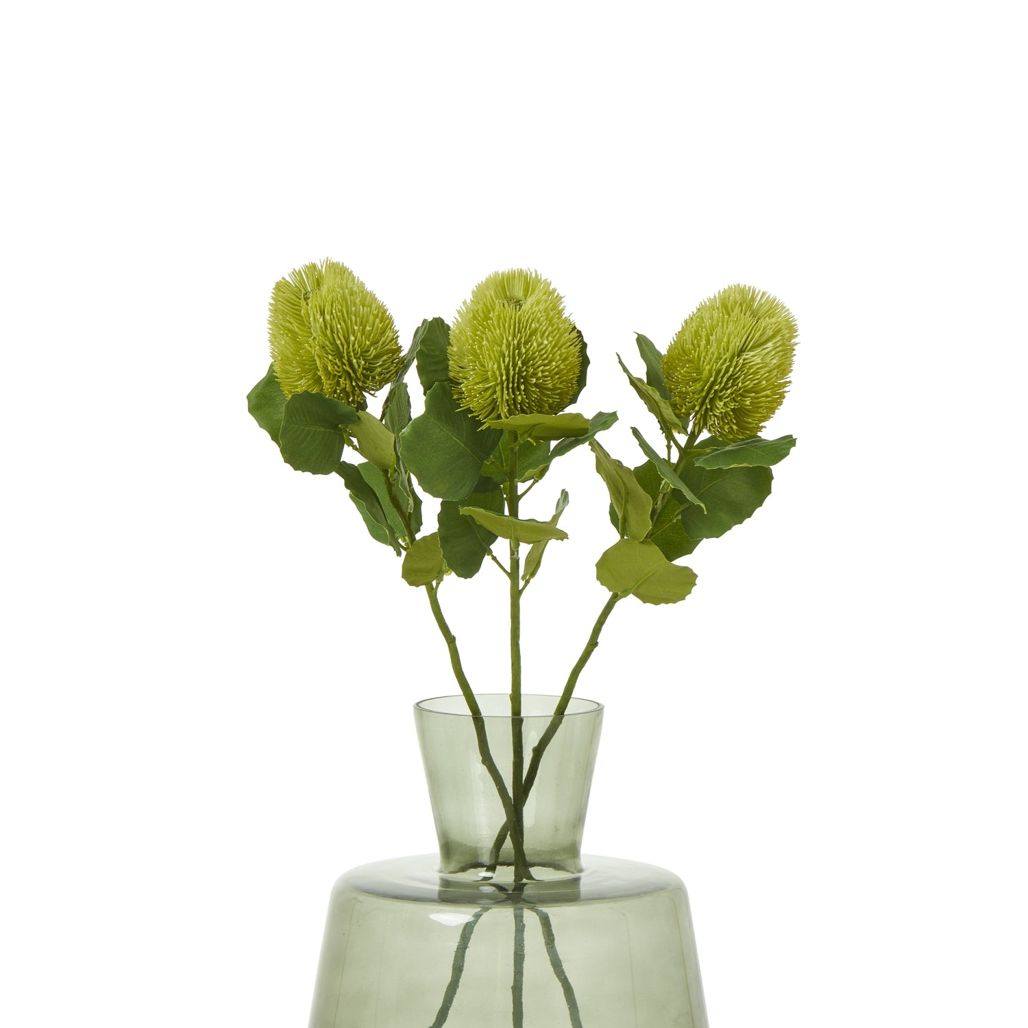 Three green Banksia stems with globe-shaped blooms and leaves, elegantly arranged in a clear, modern vase.