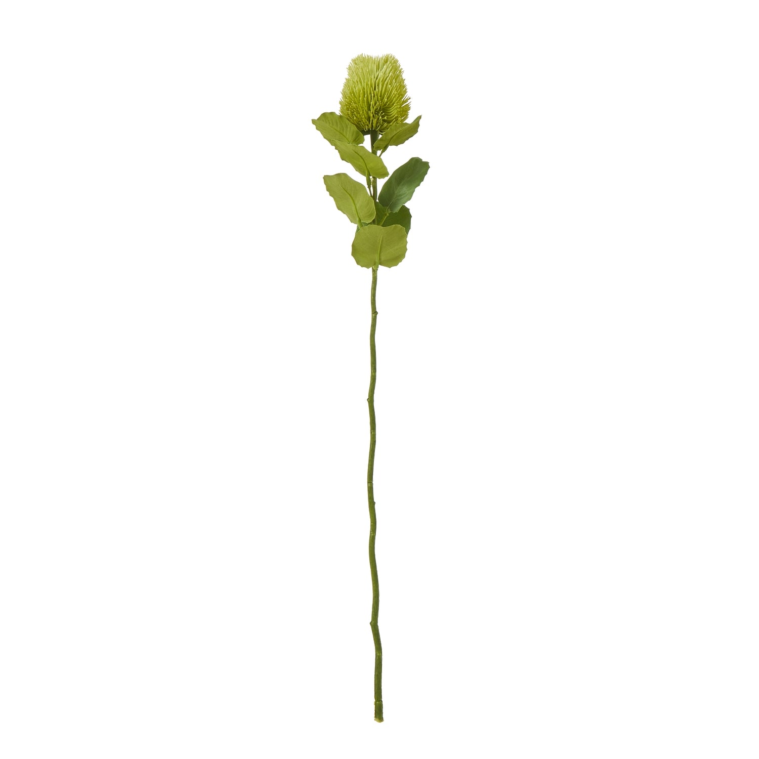 Green Banksia stem featuring a globe-shaped bloom and textured greenery, perfect for elegant, nature-inspired decor.