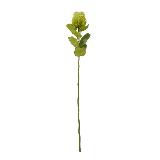 Green Banksia Stem - Single Stem Flowers from the Quanta Home collection.