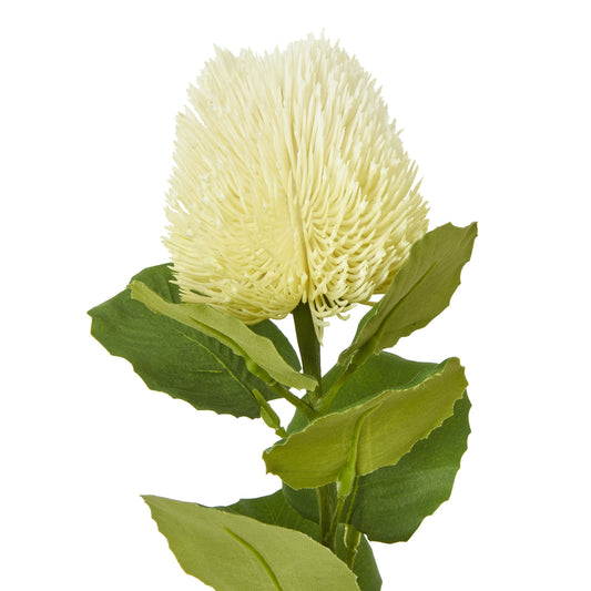 Cream Banksia Stem featuring a striking cone-shaped flower in soft cream tones, complemented by green leaves, ideal for elegant decor.