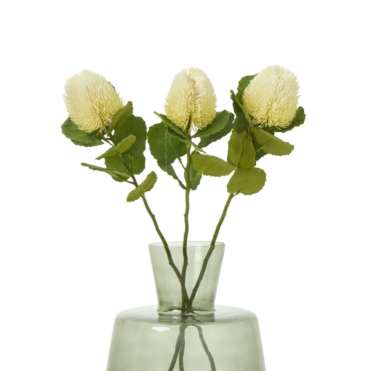 Cream Banksia Stem with three cone-shaped blossoms and lush green leaves in a clear vase, creating a sophisticated, inviting decor accent.