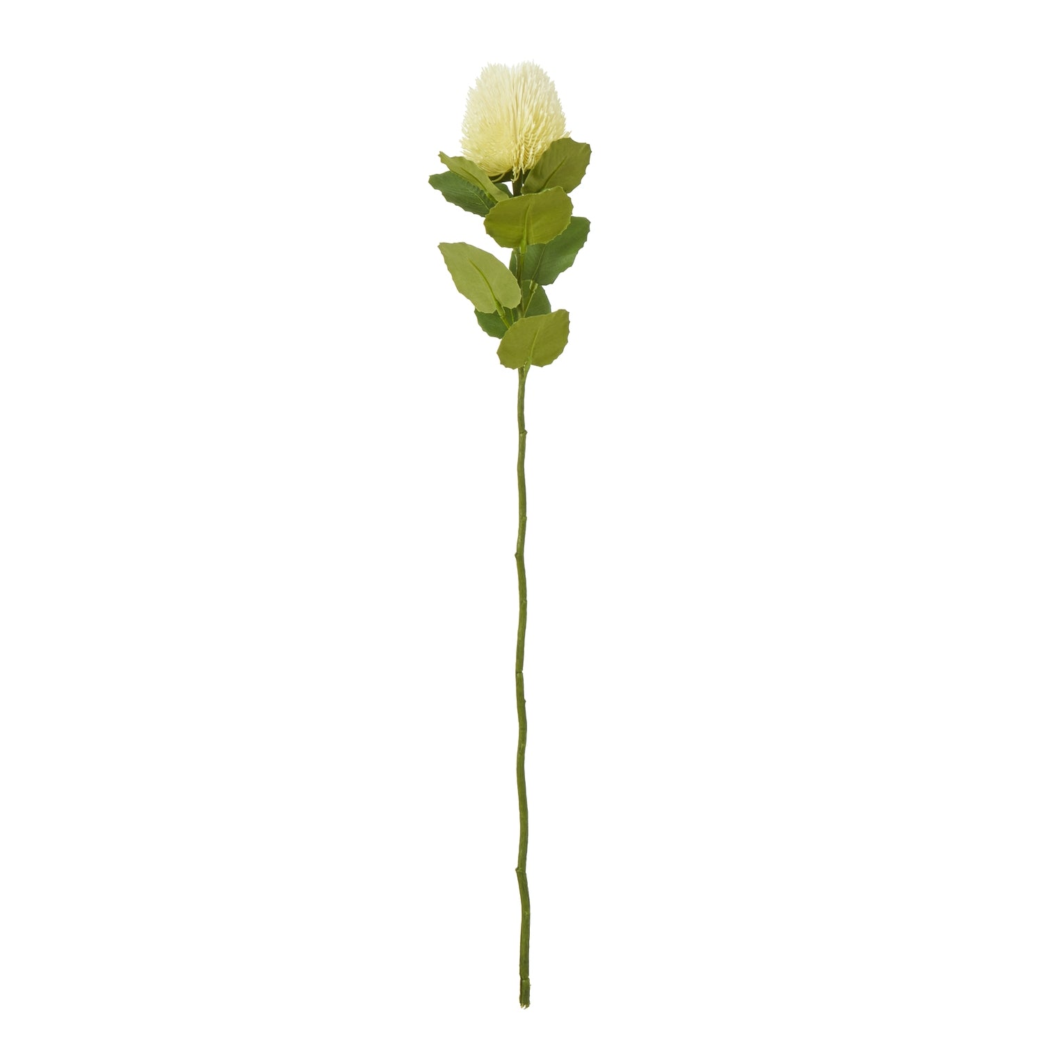 Cream Banksia stem featuring an elegant cone-shaped floral top and lush green leaves, perfect for versatile home decor.