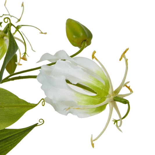 Realistic cream Gloriosa flower spray with delicate curling petals, vibrant white and green hues, and lush green leaves, perfect for elegant decor.