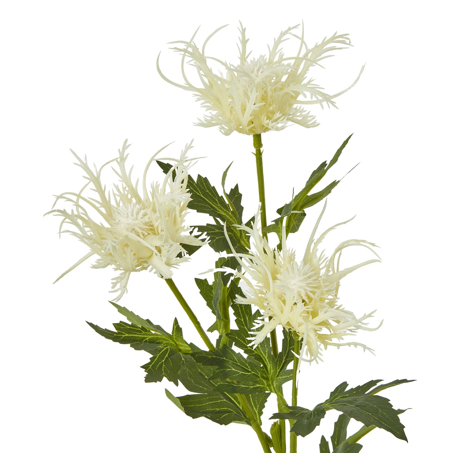 Elegant cream-colored sea holly blooms with feathery textures, complemented by lush green leaves, perfect for serene decor.