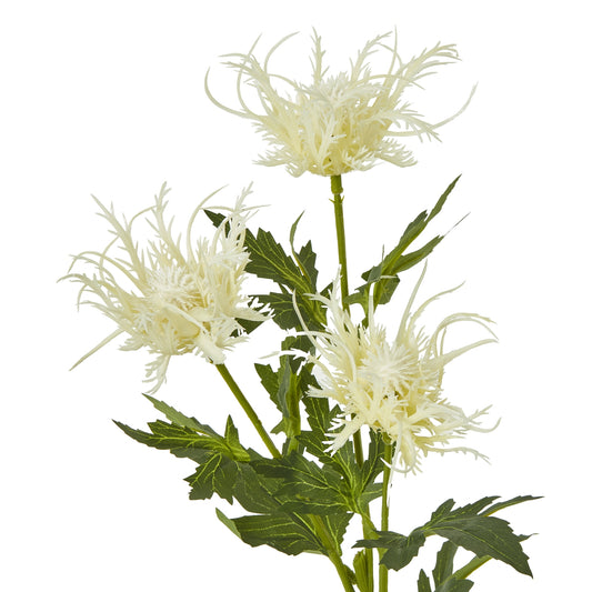 Elegant cream-colored sea holly blooms with feathery textures, complemented by lush green leaves, perfect for serene decor.