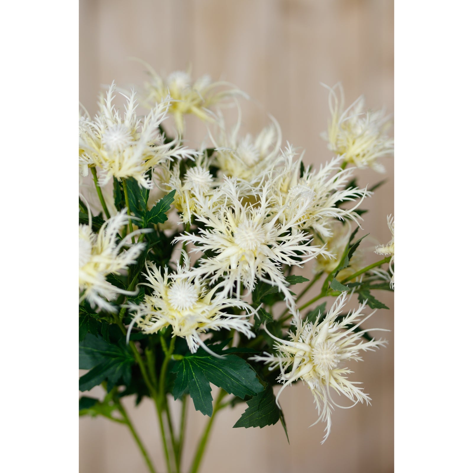 Delicate cream sea holly blossoms with feathery textures and green leaves, perfect for modern decor and tranquil settings.