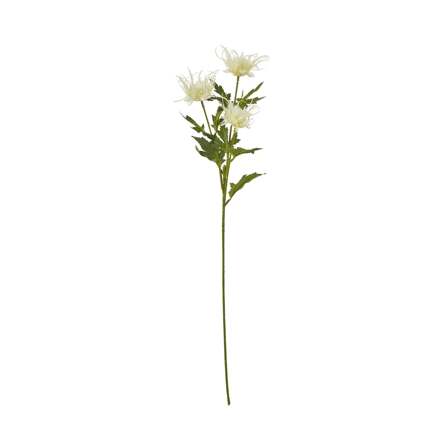 Soft, feathery white blooms on a slender green stem, evoking coastal tranquility for serene home decor.
