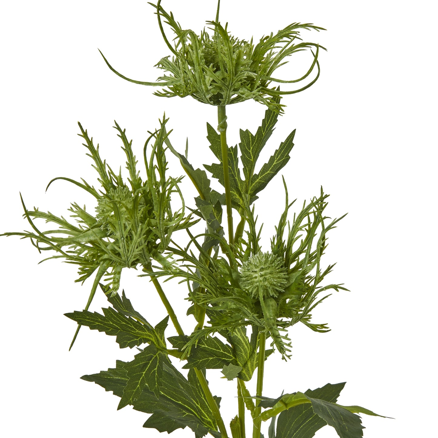 Vibrant green sea holly spray with spiny foliage and intricate blooms, ideal for adding elegance to any decor style.