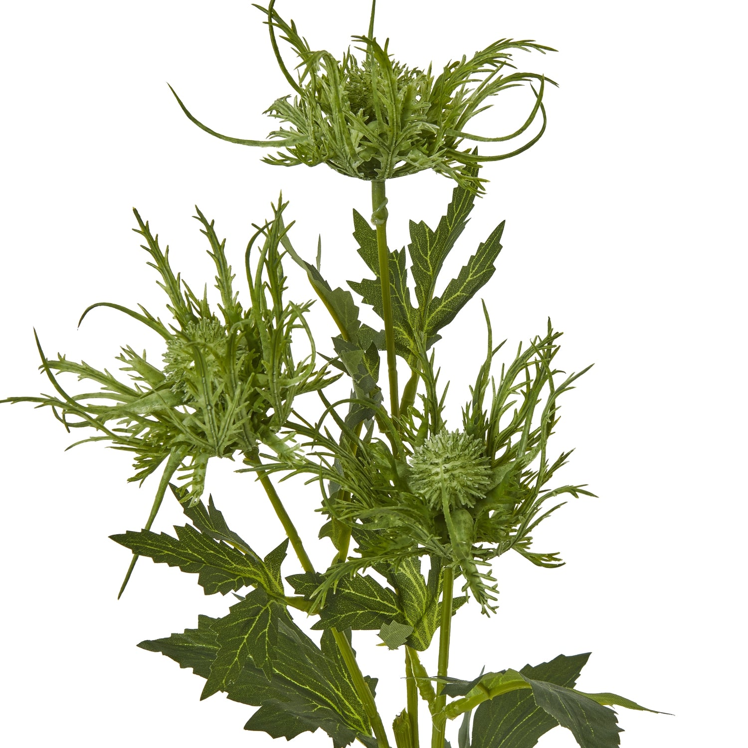Vibrant green sea holly spray with spiny foliage and intricate blooms, ideal for adding elegance to any decor style.