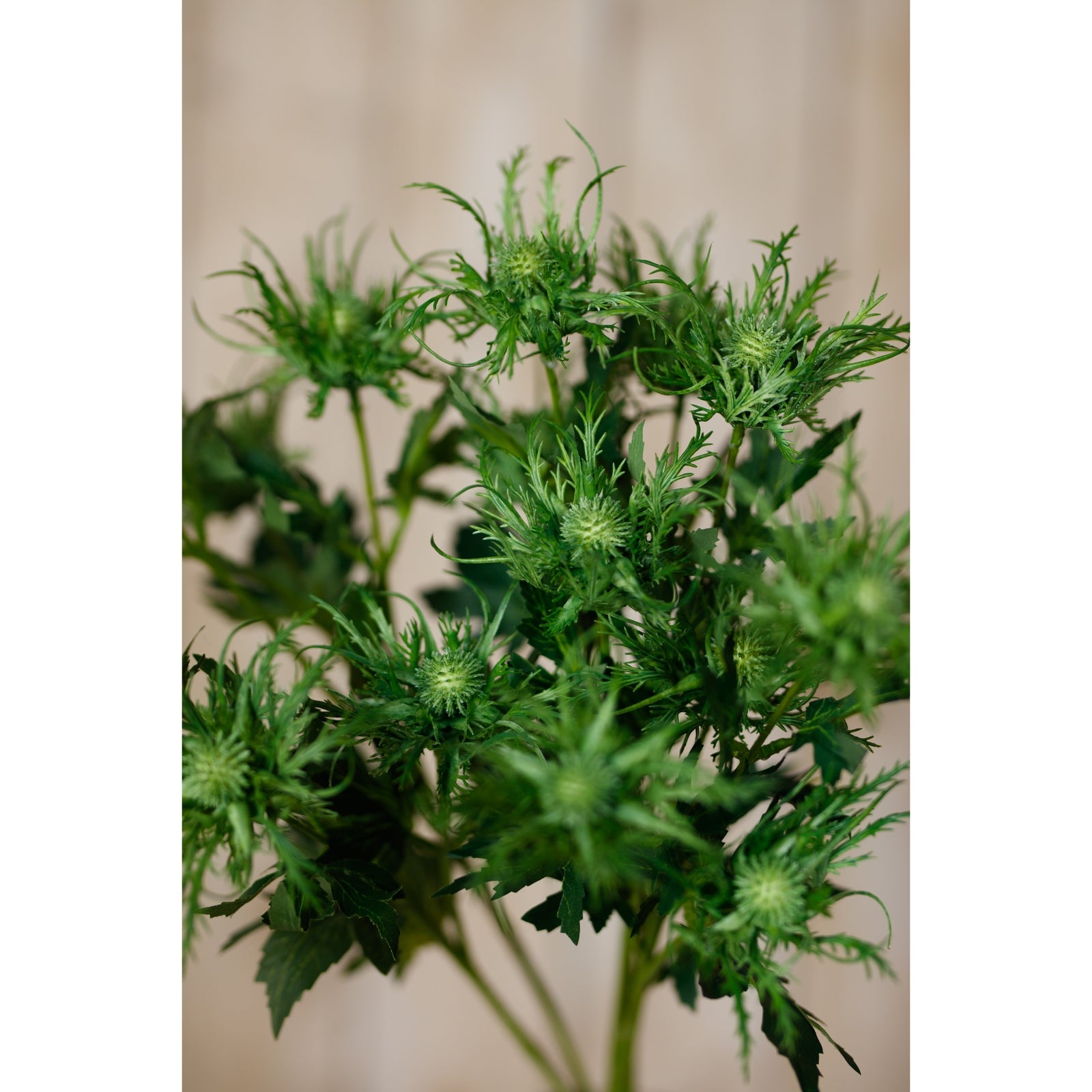 Lush green sea holly spray featuring intricate spiny foliage and vibrant blooms, perfect for enhancing any decor style.