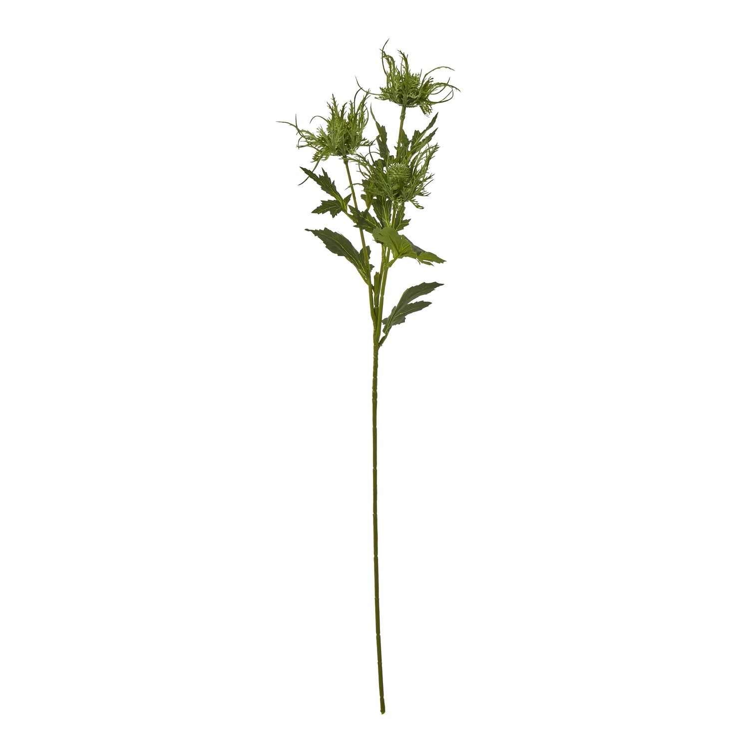 Vibrant green sea holly spray with spiny foliage and intricate blooms, ideal for coastal or modern decor.