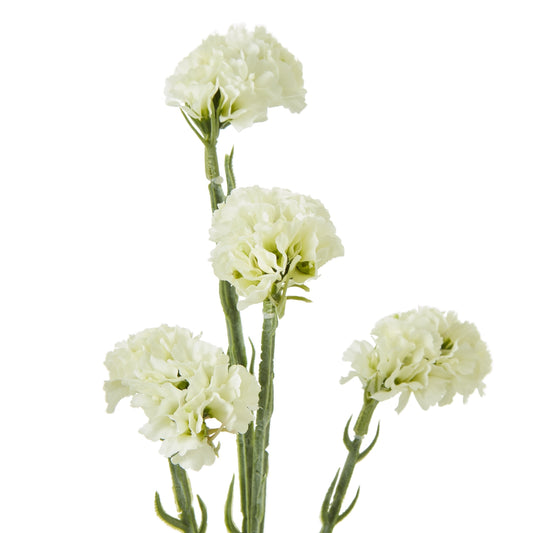 Delicate cream statice spray with textured, paper-like blooms and slender stems, ideal for minimalist decor and floral arrangements.