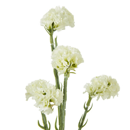 Cream Statice Spray - Single Stem Flowers from the Quanta Home collection.