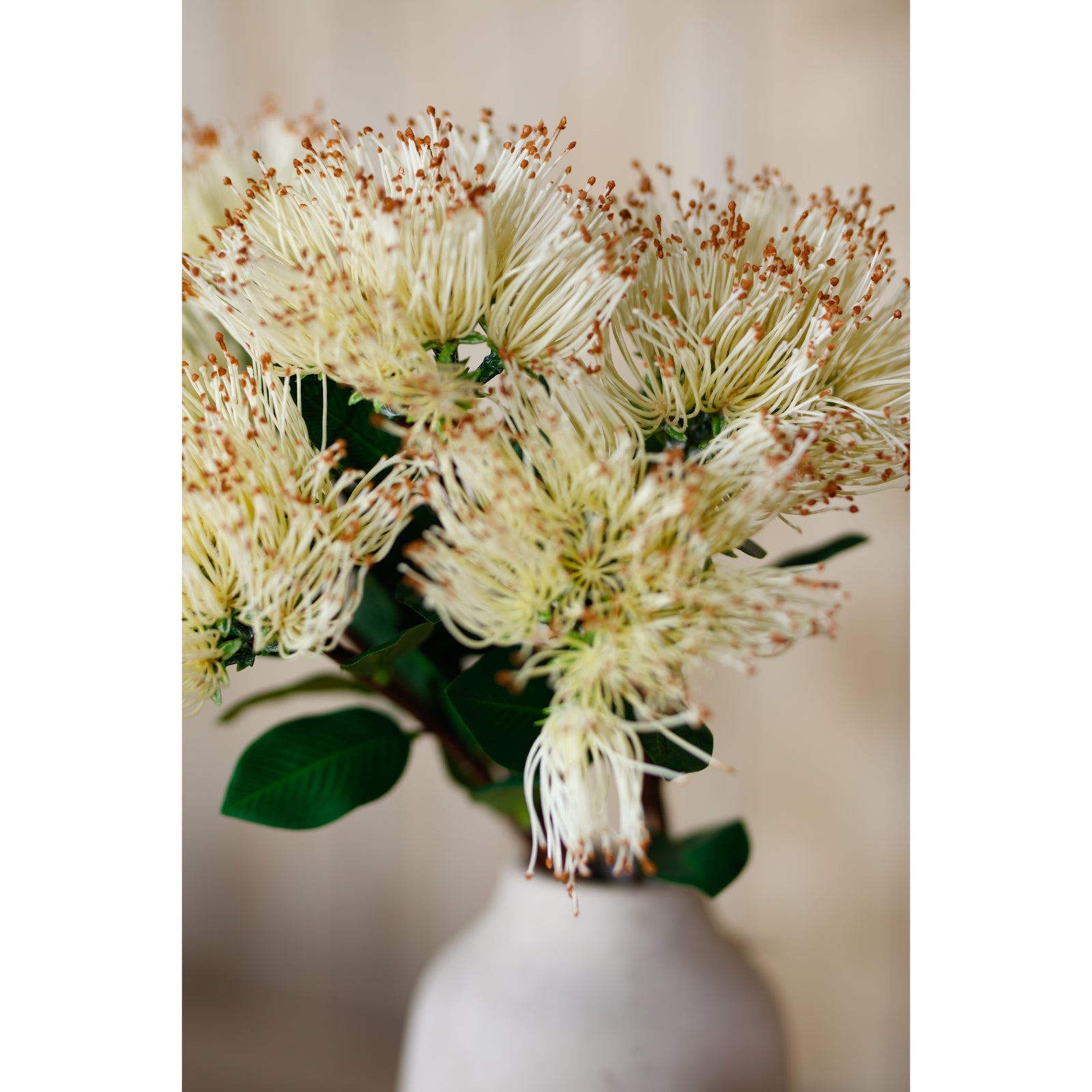 Creamy-white Protea Nitida blooms with intricate centers, complemented by lush green leaves, arranged in a neutral-toned vase.