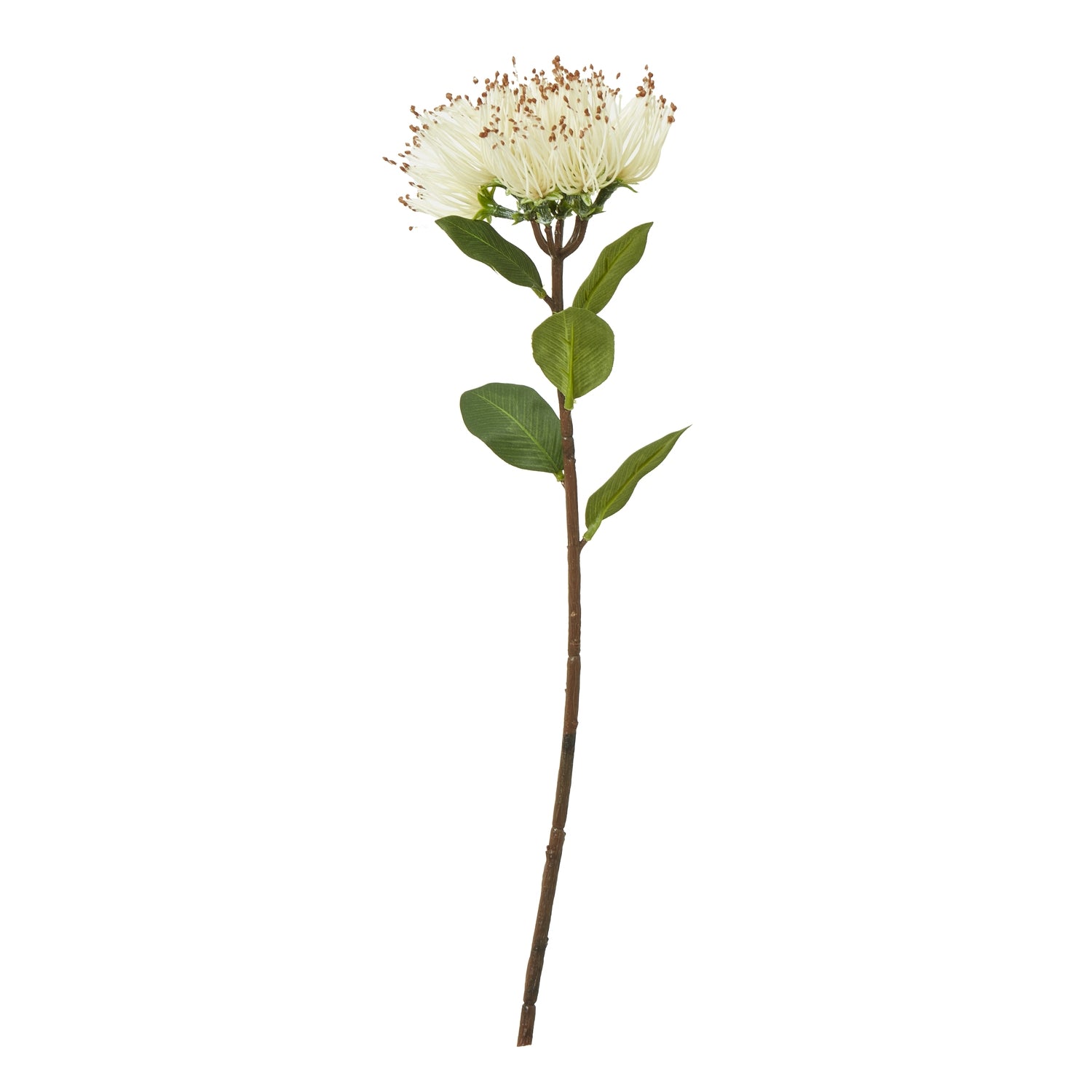 Luxurious faux Protea Nitida stem with creamy-white blooms, spidery centers, and lush green leaves on a slender brown stem.