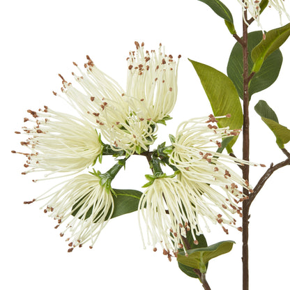 Cream Protea Nitida Spray - Single Stem Flowers from the Quanta Home collection.