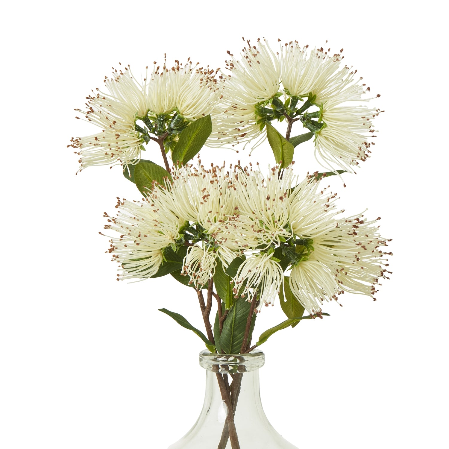 Realistic cream Protea Nitida spray with delicate ivory blooms and lush green leaves, presented in a clear glass vase.