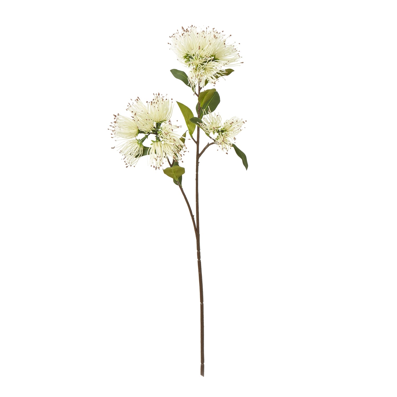 Cream protea nitida spray featuring intricate ivory blooms and lush green leaves, adding elegance to any decor.