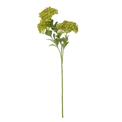 Green Sedum Spray - Single Stem Flowers from the Quanta Home collection.